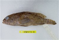 藏品(玳瑁石斑魚)的圖片